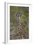 Young Masai giraffe (Giraffa camelopardalis tippelskirchi), Selous Game Reserve, Tanzania, East Afr-James Hager-Framed Photographic Print