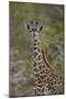 Young Masai giraffe (Giraffa camelopardalis tippelskirchi), Selous Game Reserve, Tanzania, East Afr-James Hager-Mounted Photographic Print