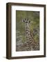 Young Masai giraffe (Giraffa camelopardalis tippelskirchi), Selous Game Reserve, Tanzania, East Afr-James Hager-Framed Photographic Print