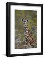 Young Masai giraffe (Giraffa camelopardalis tippelskirchi), Selous Game Reserve, Tanzania, East Afr-James Hager-Framed Photographic Print