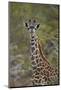 Young Masai giraffe (Giraffa camelopardalis tippelskirchi), Selous Game Reserve, Tanzania, East Afr-James Hager-Mounted Photographic Print