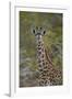 Young Masai giraffe (Giraffa camelopardalis tippelskirchi), Selous Game Reserve, Tanzania, East Afr-James Hager-Framed Photographic Print