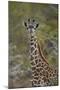 Young Masai giraffe (Giraffa camelopardalis tippelskirchi), Selous Game Reserve, Tanzania, East Afr-James Hager-Mounted Photographic Print