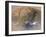 Young Matriarch-Graeme Stevenson-Framed Giclee Print