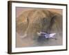 Young Matriarch-Graeme Stevenson-Framed Giclee Print