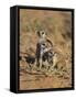 Young Meerkat, Kgalagadi Transfrontier Park, Northern Cape, South Africa-Toon Ann & Steve-Framed Stretched Canvas