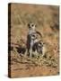 Young Meerkat, Kgalagadi Transfrontier Park, Northern Cape, South Africa-Toon Ann & Steve-Stretched Canvas