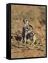 Young Meerkat, Kgalagadi Transfrontier Park, Northern Cape, South Africa-Toon Ann & Steve-Framed Stretched Canvas