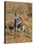 Young Meerkat, Kgalagadi Transfrontier Park, Northern Cape, South Africa-Toon Ann & Steve-Stretched Canvas