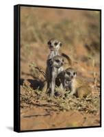 Young Meerkat, Kgalagadi Transfrontier Park, Northern Cape, South Africa-Toon Ann & Steve-Framed Stretched Canvas