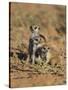Young Meerkat, Kgalagadi Transfrontier Park, Northern Cape, South Africa-Toon Ann & Steve-Stretched Canvas