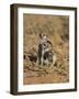 Young Meerkat, Kgalagadi Transfrontier Park, Northern Cape, South Africa-Toon Ann & Steve-Framed Photographic Print