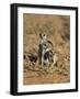 Young Meerkat, Kgalagadi Transfrontier Park, Northern Cape, South Africa-Toon Ann & Steve-Framed Photographic Print