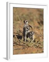 Young Meerkat, Kgalagadi Transfrontier Park, Northern Cape, South Africa-Toon Ann & Steve-Framed Photographic Print