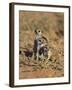Young Meerkat, Kgalagadi Transfrontier Park, Northern Cape, South Africa-Toon Ann & Steve-Framed Photographic Print
