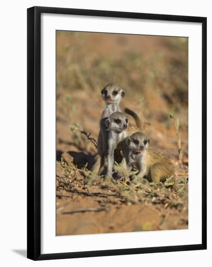 Young Meerkat, Kgalagadi Transfrontier Park, Northern Cape, South Africa-Toon Ann & Steve-Framed Photographic Print