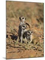 Young Meerkat, Kgalagadi Transfrontier Park, Northern Cape, South Africa-Toon Ann & Steve-Mounted Photographic Print