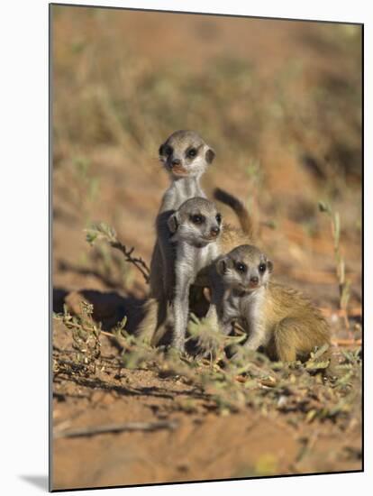 Young Meerkat, Kgalagadi Transfrontier Park, Northern Cape, South Africa-Toon Ann & Steve-Mounted Photographic Print