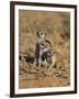 Young Meerkat, Kgalagadi Transfrontier Park, Northern Cape, South Africa-Toon Ann & Steve-Framed Photographic Print