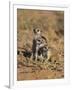 Young Meerkat, Kgalagadi Transfrontier Park, Northern Cape, South Africa-Toon Ann & Steve-Framed Photographic Print