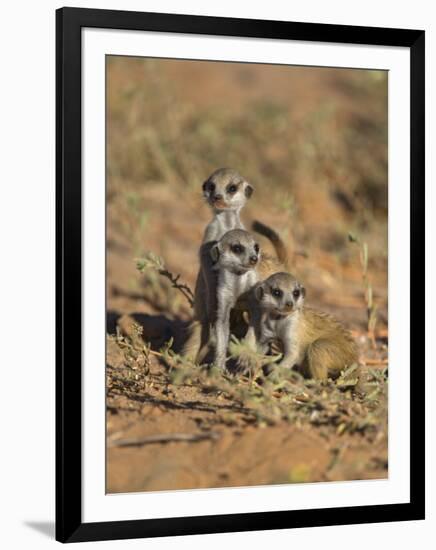 Young Meerkat, Kgalagadi Transfrontier Park, Northern Cape, South Africa-Toon Ann & Steve-Framed Photographic Print