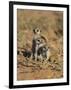 Young Meerkat, Kgalagadi Transfrontier Park, Northern Cape, South Africa-Toon Ann & Steve-Framed Photographic Print