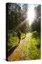 Young Men Hiking on an Outdoor Adventure Trail, the Chilterns, Buckinghamshire, England-Charlie Harding-Stretched Canvas