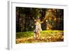 Young Merle Australian Shepherd Playing with Leaves in Autumn-Ksenia Raykova-Framed Photographic Print