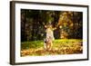 Young Merle Australian Shepherd Playing with Leaves in Autumn-Ksenia Raykova-Framed Photographic Print