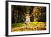 Young Merle Australian Shepherd Playing with Leaves in Autumn-Ksenia Raykova-Framed Photographic Print