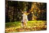 Young Merle Australian Shepherd Playing with Leaves in Autumn-Ksenia Raykova-Mounted Photographic Print