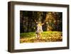 Young Merle Australian Shepherd Playing with Leaves in Autumn-Ksenia Raykova-Framed Photographic Print