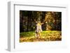 Young Merle Australian Shepherd Playing with Leaves in Autumn-Ksenia Raykova-Framed Photographic Print