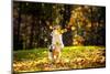 Young Merle Australian Shepherd Playing with Leaves in Autumn-Ksenia Raykova-Mounted Photographic Print