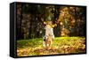 Young Merle Australian Shepherd Playing with Leaves in Autumn-Ksenia Raykova-Framed Stretched Canvas