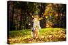Young Merle Australian Shepherd Playing with Leaves in Autumn-Ksenia Raykova-Stretched Canvas