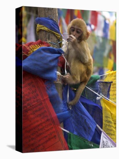 Young Monkey Sitting on Prayer Flags Tied on a Pole, Darjeeling, India-Eitan Simanor-Stretched Canvas