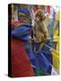 Young Monkey Sitting on Prayer Flags Tied on a Pole, Darjeeling, India-Eitan Simanor-Stretched Canvas