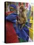 Young Monkey Sitting on Prayer Flags Tied on a Pole, Darjeeling, India-Eitan Simanor-Stretched Canvas