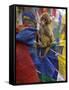 Young Monkey Sitting on Prayer Flags Tied on a Pole, Darjeeling, India-Eitan Simanor-Framed Stretched Canvas