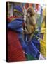 Young Monkey Sitting on Prayer Flags Tied on a Pole, Darjeeling, India-Eitan Simanor-Stretched Canvas
