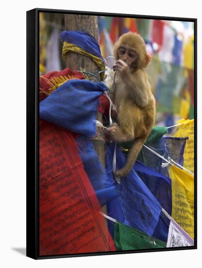 Young Monkey Sitting on Prayer Flags Tied on a Pole, Darjeeling, India-Eitan Simanor-Framed Stretched Canvas