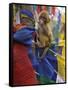 Young Monkey Sitting on Prayer Flags Tied on a Pole, Darjeeling, India-Eitan Simanor-Framed Stretched Canvas