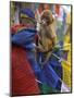 Young Monkey Sitting on Prayer Flags Tied on a Pole, Darjeeling, India-Eitan Simanor-Mounted Photographic Print