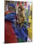 Young Monkey Sitting on Prayer Flags Tied on a Pole, Darjeeling, India-Eitan Simanor-Mounted Photographic Print