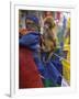 Young Monkey Sitting on Prayer Flags Tied on a Pole, Darjeeling, India-Eitan Simanor-Framed Photographic Print