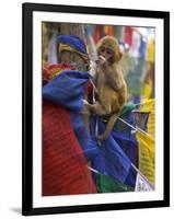 Young Monkey Sitting on Prayer Flags Tied on a Pole, Darjeeling, India-Eitan Simanor-Framed Photographic Print