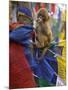 Young Monkey Sitting on Prayer Flags Tied on a Pole, Darjeeling, India-Eitan Simanor-Mounted Photographic Print