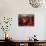 Young Monks Watch a Bollywood Movie at a Monastery-null-Photographic Print displayed on a wall