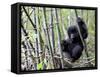 Young Mountain Gorilla Climbing on Bamboo, Volcanoes National Park, Rwanda, Africa-Eric Baccega-Framed Stretched Canvas